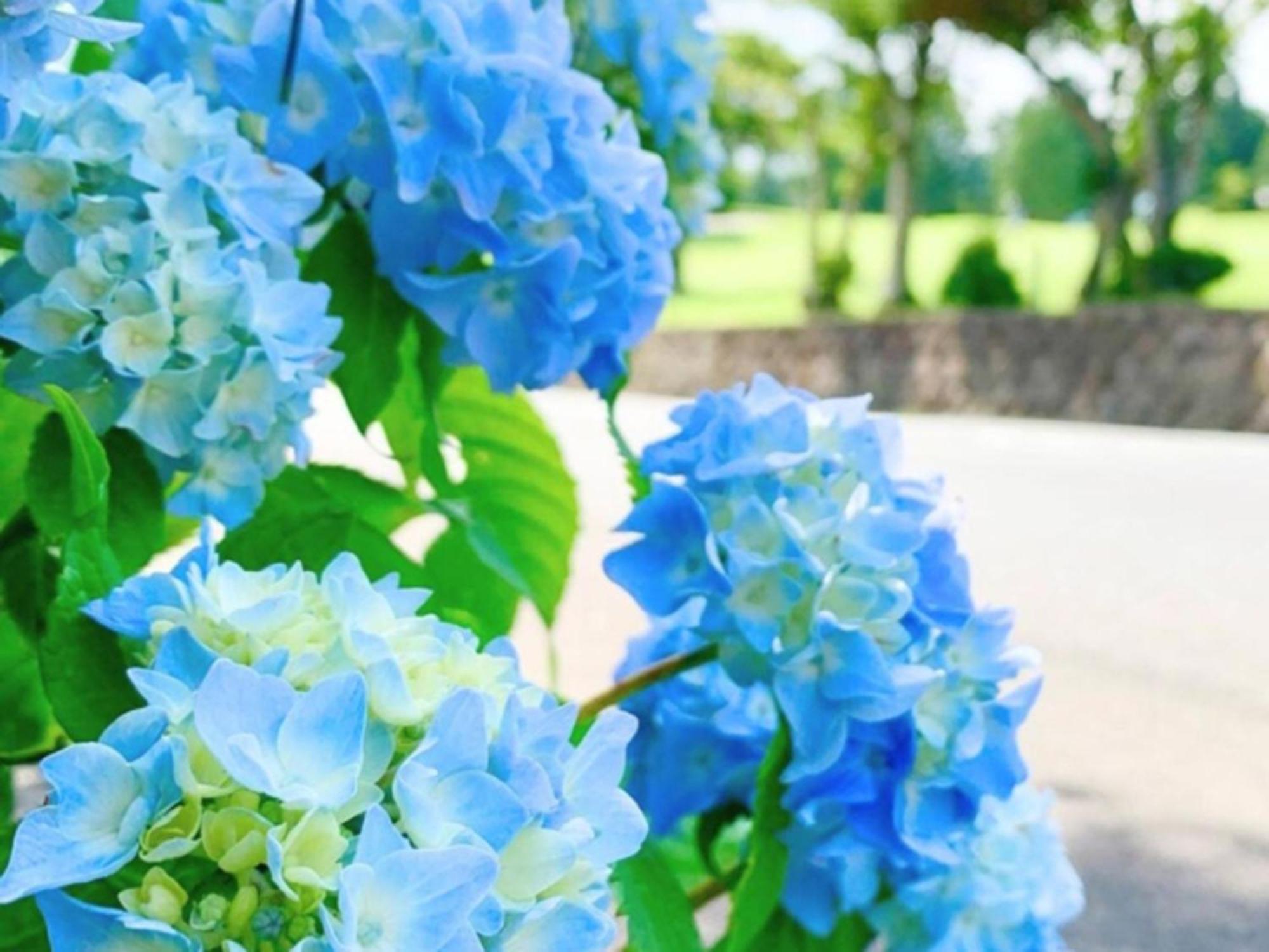 Hakone Yunohana Prince Hotel Kanagawa Εξωτερικό φωτογραφία