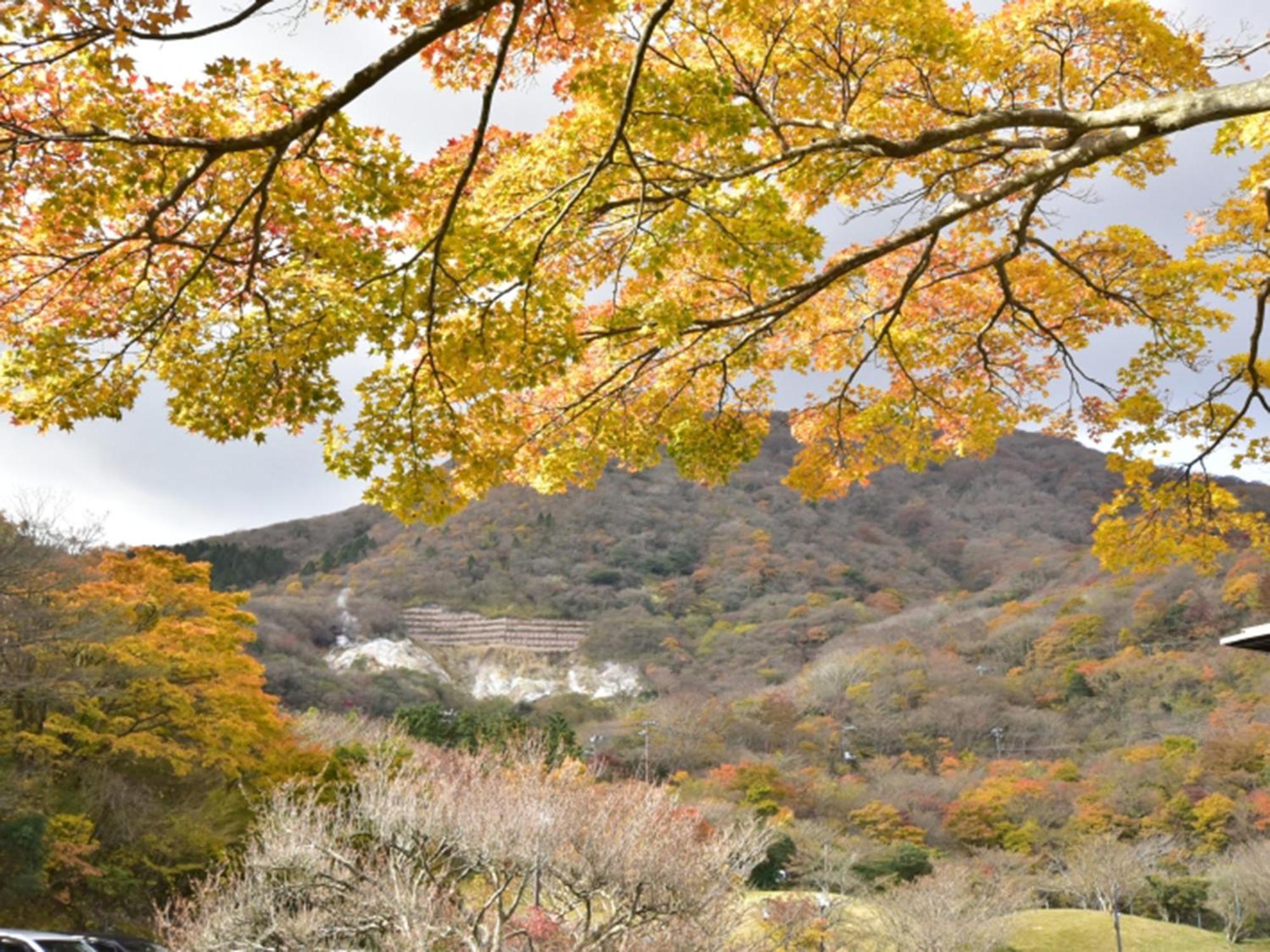 Hakone Yunohana Prince Hotel Kanagawa Εξωτερικό φωτογραφία